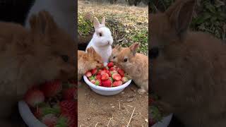 A group of rabbits eat strawberries and are cute Rabbits Little cute pets in the countryside [upl. by Eveivaneg793]