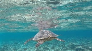 Bandos Maldives Malediven Urlaub  Sharks Mantas and Turtles [upl. by Dnomar]