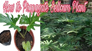 How To Propagate Selloum Plants [upl. by Uchida867]