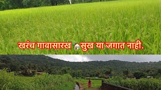 Maza Kokancha Gav😍❤️॥Short Video॥viral॥Kokan Nature॥ Mandangad॥Vaditali karti॥kokan vlog😎 [upl. by Llekim389]