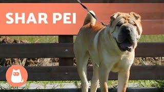 SHAR PEI 🐶🐾 Caring for the Wrinkliest Dog [upl. by Pliam]