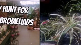 Anthuriums Alocasias Haworthias and Tillandsias at Bardills Nottingham [upl. by Thorlay643]