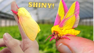 SHINY Rosy Maple Moth Dryocampa rubicunda Its YELLOW  form quotalbaquot [upl. by Bigler]