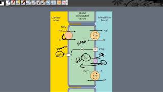 Thiazide Diuretics part1  Indication [upl. by Schaper]