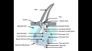 CUTICULAR OUTGROWTH OF INSECTS [upl. by Cestar]