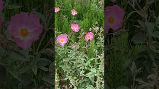 Dog rose Rosa Canina [upl. by Uchida774]