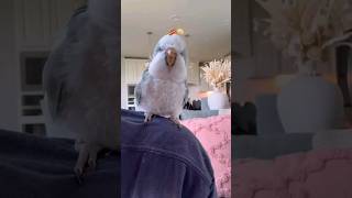 this bird love bacon pancake song [upl. by Trebreh]