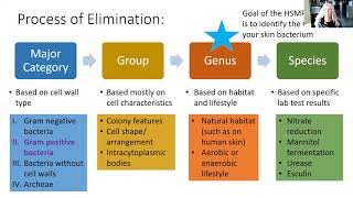 Identifying Bacteria the Bergeys Manual Way [upl. by Obed]