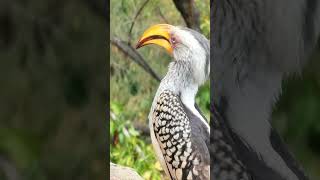 Southern Yellowbilled Hornbills CloseUp A Kruger Park Encounter slowmotions brids krugerpark [upl. by Eiddam]