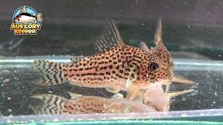 Corydoras araguaiaensis  spotted beauty from Brazil [upl. by Karil734]