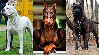 10 Races De Chiens De Garde Les Plus Dangereuses Du Monde [upl. by Thedrick]