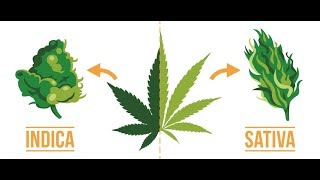 Indica vs Sativa Does it even matter [upl. by Aitas345]