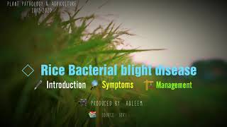 Rice bacterial Blight disease  Introduction  Symptoms  Management [upl. by Ived681]