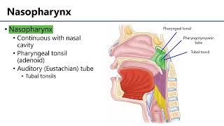 Pharynx LO5  M1 Anatomy Learning Objectives [upl. by Beilul]