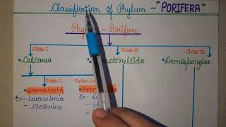 Classification of PhylumPorifera  Zoology  2020  Ashna Siddiqui [upl. by Gaal]