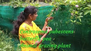 Centrosema pubescens Butterfly pea Animal grazing plant [upl. by Cathryn]