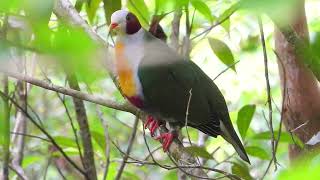 Yellow breasted fruit dove sounds  wild dove  phillipines yellow breasted dove  Hagumhum [upl. by Clover]