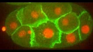 Asymmetric cell division in early embryo of C elegans [upl. by Eillah]