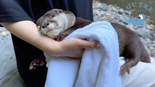 Otter About To Cry After Being Left In The River [upl. by Ahseek]