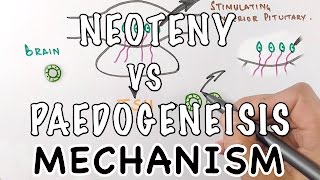 Neoteny Vs Paedogenesis  Mechanism of Neoteny [upl. by Opiuuk]