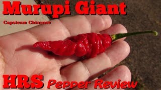 ⟹ Murupi Giant Pepper  Capsicum chinense [upl. by Rutherford]