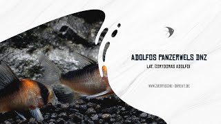 Corydoras adolfoi bei zierfischedirekt [upl. by Sy]