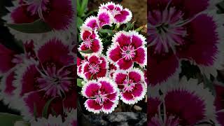 Dianthus Barbatus  sweetwilliam flower nature naturelovers naturephotography song music [upl. by Vihs]