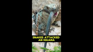 Snakes Attacked An Iguana shorts [upl. by Aivatan]