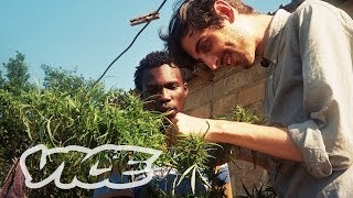 Swaziland Gold Mine of Marijuana Trailer [upl. by Atinram]