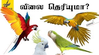 Exotic Parrots Price in India Parrot info and price in india [upl. by Afihtan]