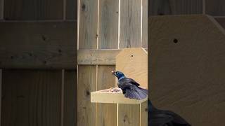 Grackle gets the peanut 🥜 birds naturelovers [upl. by Waverley]