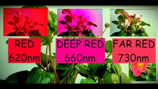 FAR RED 730nm DEEP RED 660nm RED 620nm  Strawberry Time Lapse [upl. by Smallman777]