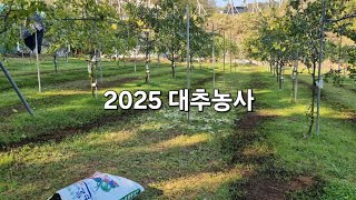 2025년 대추농사는 저비용 다수확 저변확대 기반조정입니다 [upl. by Gimble]