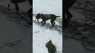 The tail wag after he gets busted trying to take the bird back to his blind 😂 duckhunting [upl. by Nigle]