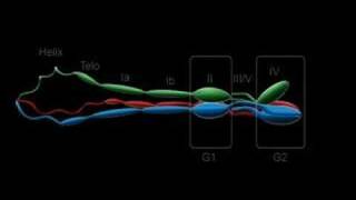 Type I Collagen Assembly [upl. by Alekram191]