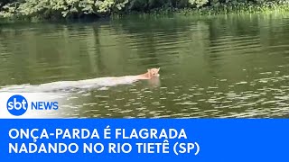 Onçaparda é flagrada nadando no rio Tietê interior de SP  SBTNewsnaTV 300324 [upl. by Nolava]