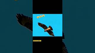 Techniques of the Peregrine Falcon 7 Incredible Hunting shorts viralvideo trending animals pet [upl. by Ymia]