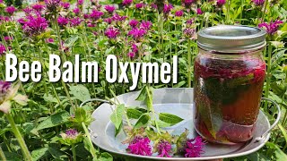 Bee Balm Wild Medicinal Oxymel [upl. by Anwahs]