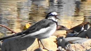 ハクセキレイの鳴き声 Motacilla alba lugens [upl. by Erkan586]