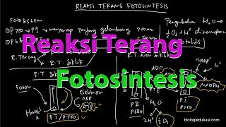 Reaksi Terang Fotosintesis [upl. by Falo]