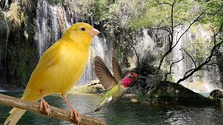 Sonido de Agua Cayendo Por una Cascada con Pájaros del Bosque  12 Horas ASMR Para Dormir Descansar [upl. by Scoville]