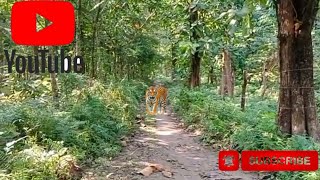 village vlogs wild life lockal videos [upl. by Howey]