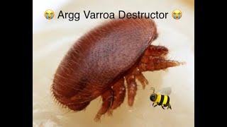 TBH Varroa control [upl. by Haerb989]