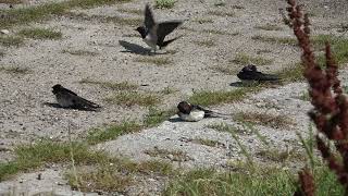 Sonnenbadende Rauchschwalben Hirundo rustica  Barn swallows sunbathing time [upl. by Nogem810]