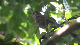 SABIÁ DO BARRANCO FÊMEA CHAMANDO Turdus leucomelas Palebreasted Thrush [upl. by Abehs382]