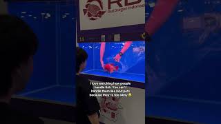 Red dragon arowana safe shifting idea [upl. by Hesta229]