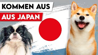 Japanische Hunderassen Die 10 beliebtesten Hunde aus Japan [upl. by Kennan]