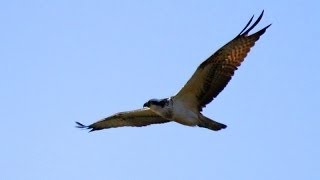 Balbuzard pêcheur lançant une attaque [upl. by Nosretep]