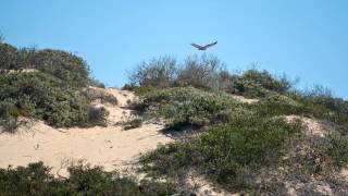 Rare White bellied Sea Eagle Bunga Arm Gippsland Lakes Coastal Park YouTube [upl. by Tehr452]