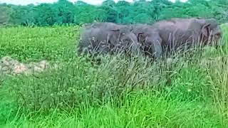 අලි කෙලියක් වෙලා ඔන්න ❤elephants 😍elephant elephantvideo elephants [upl. by Kciderf64]